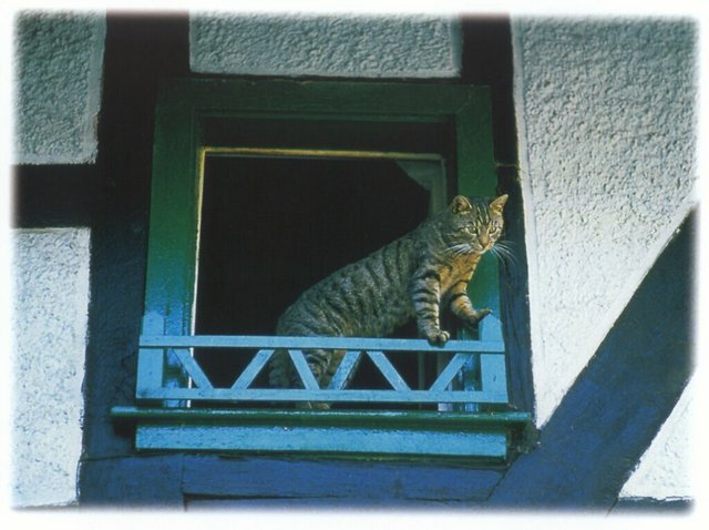 Gatti (372)